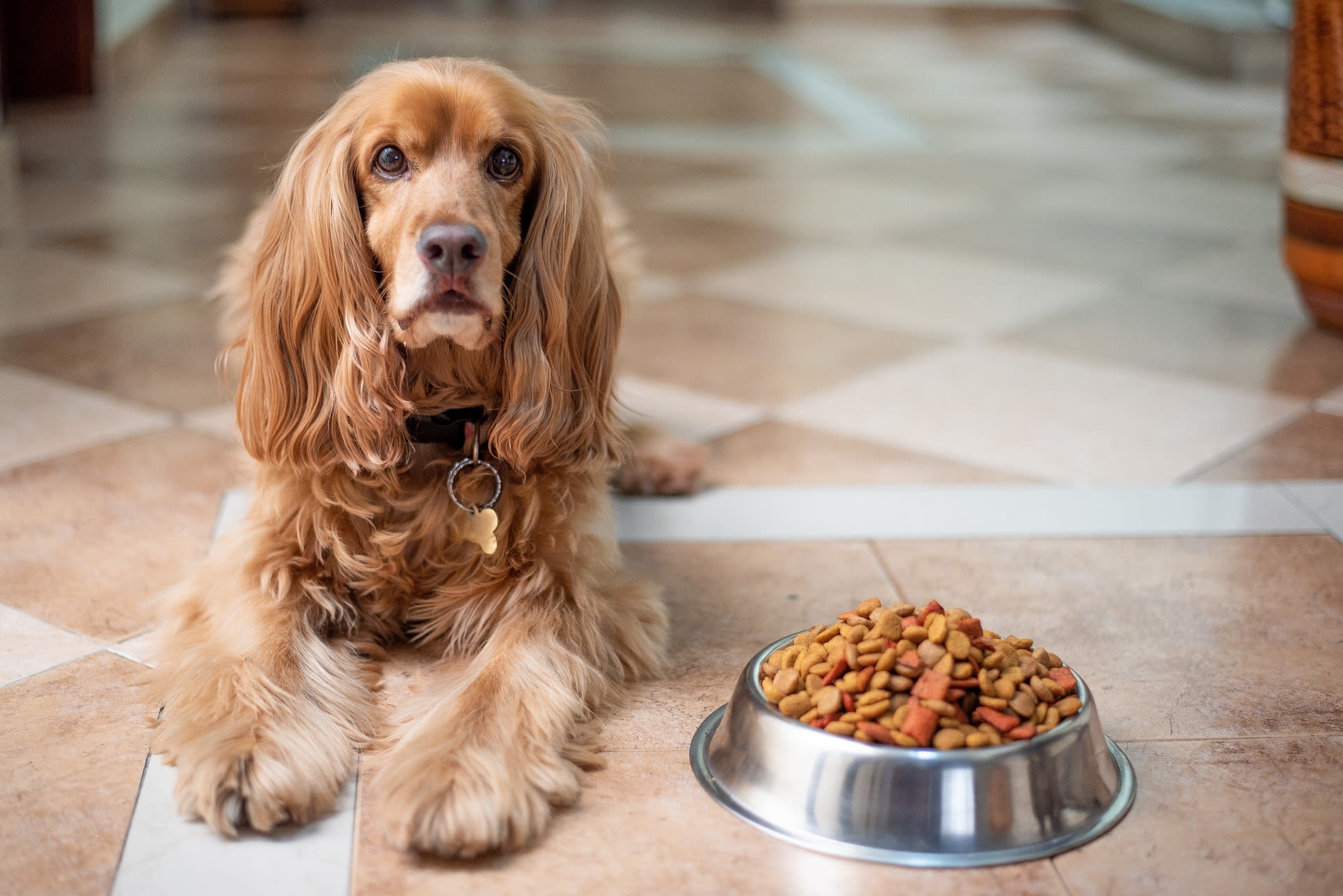 Is it bad to change hot sale your dog's food often